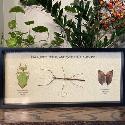 "Nature's 'Hide & Seek' Champions" - walking leaf, walking stick, & dead leaf butterfly