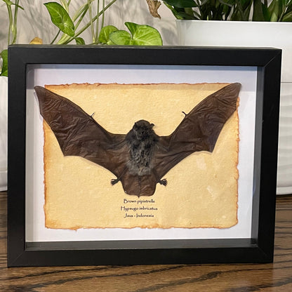 Brown pipistrelle