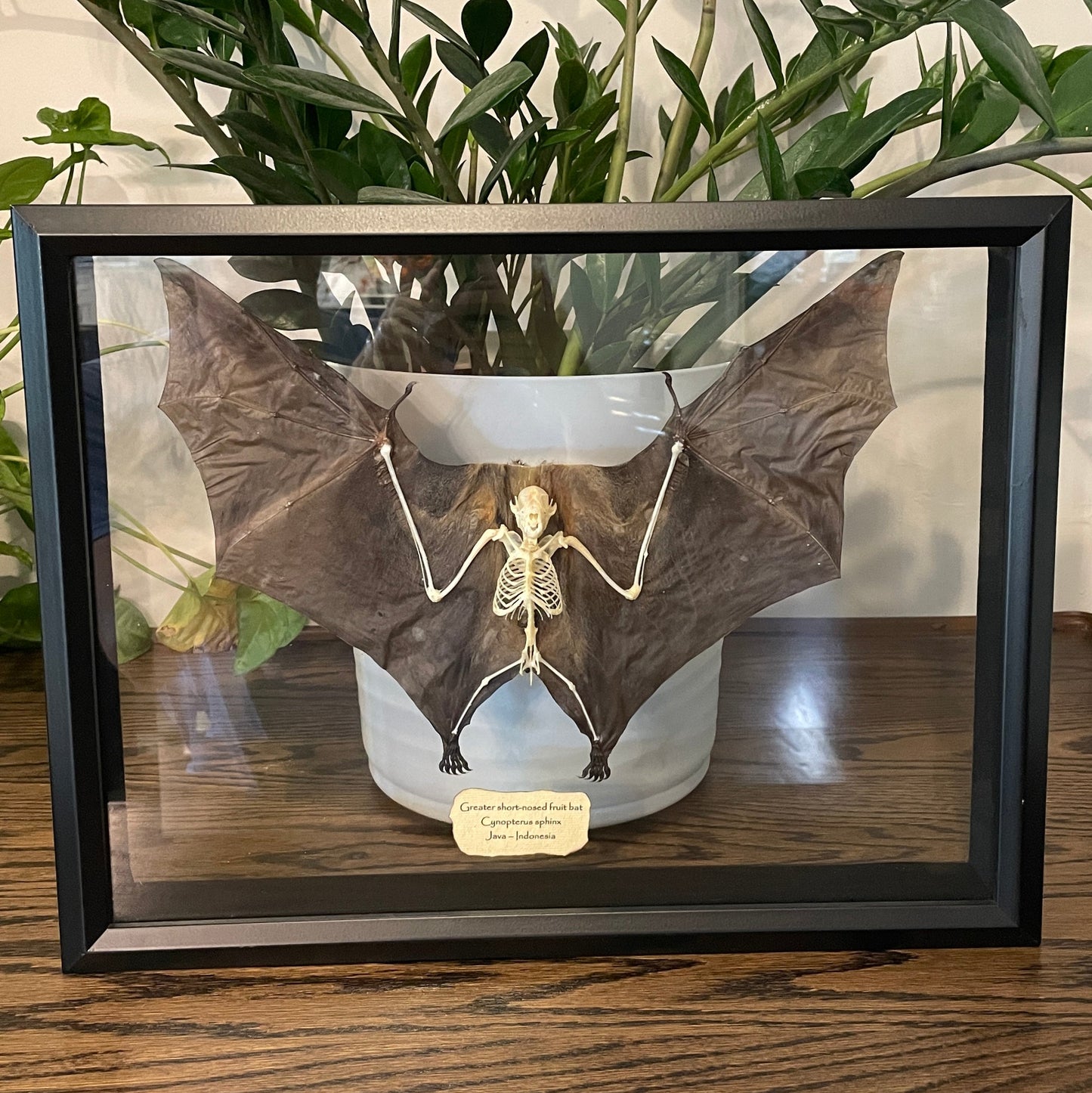 Skeleton with wings: Greater short-nosed fruit bat