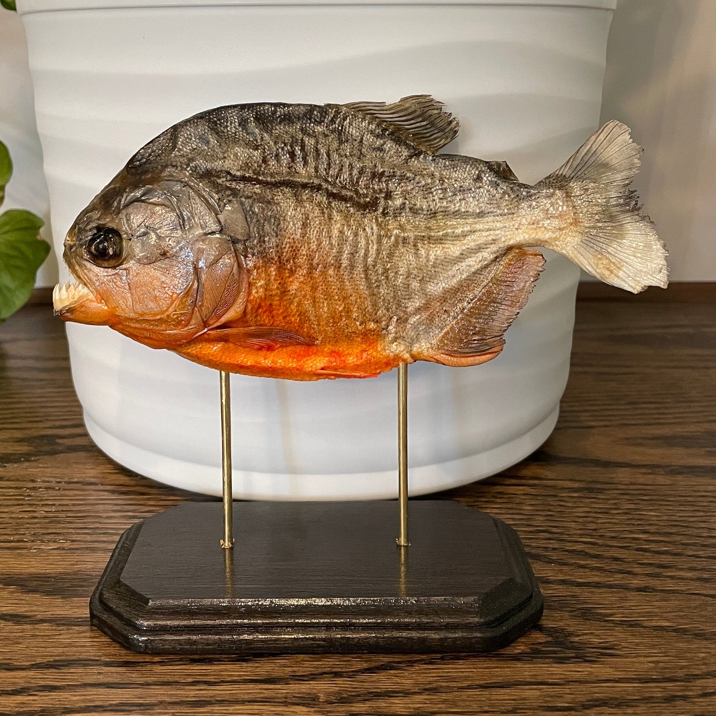 Stand: Red-bellied piranha