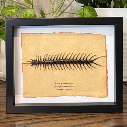 Pacific giant centipede