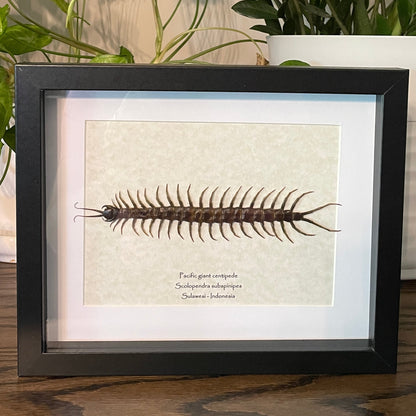 Pacific giant centipede