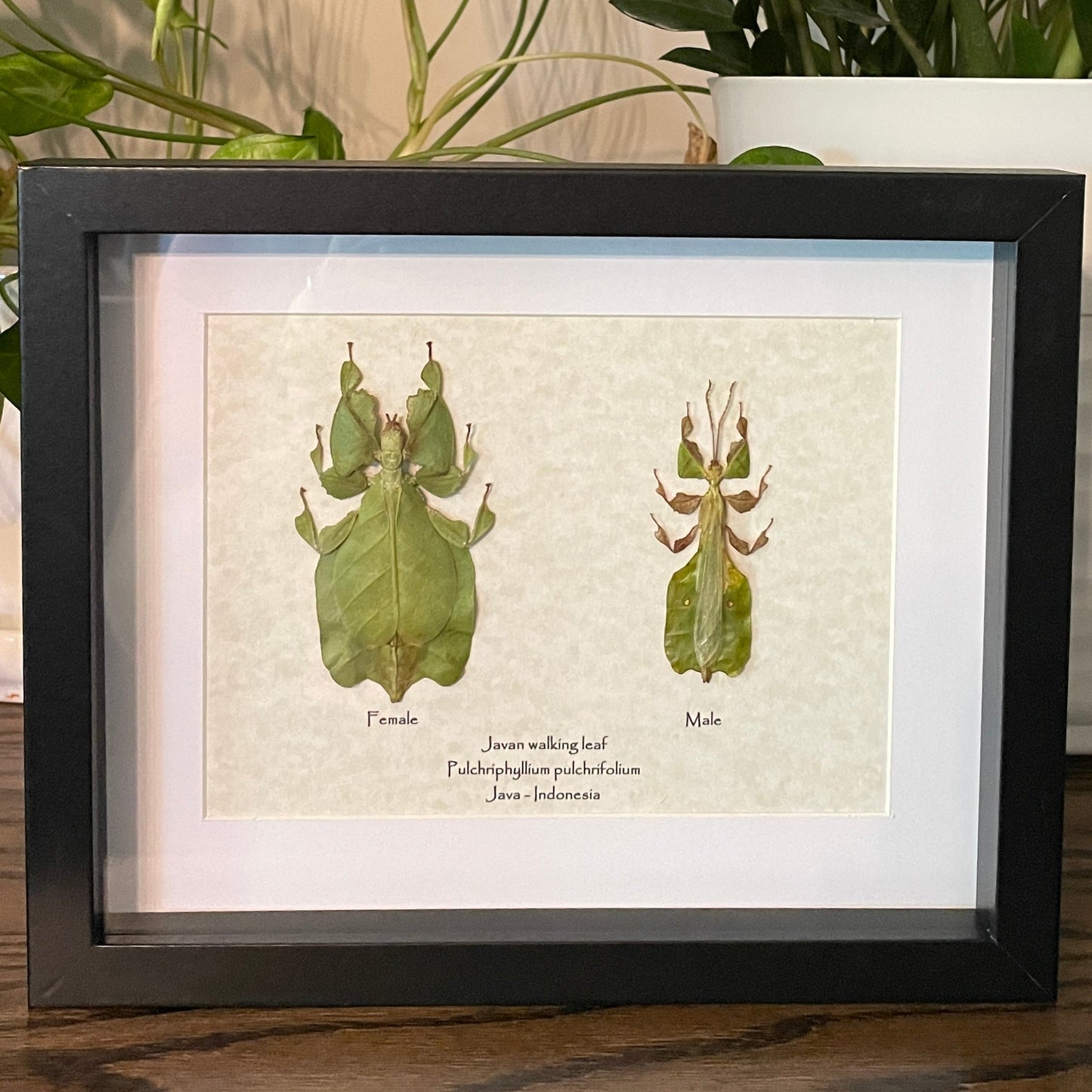 Javanese walking leaf duo - female & male