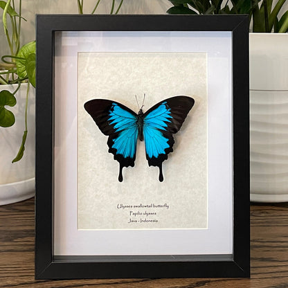 Ulysses swallowtail butterfly