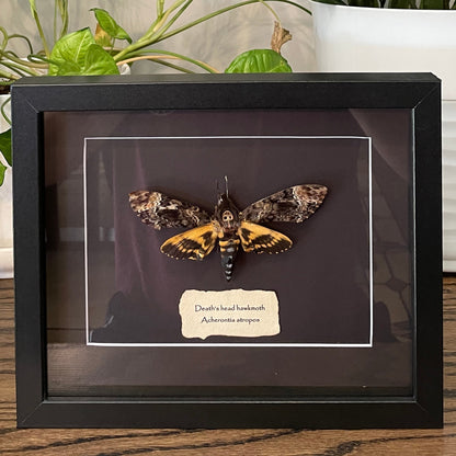 Death's head hawkmoth