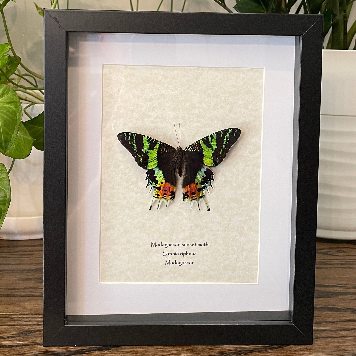 Madagascan sunset moth - single