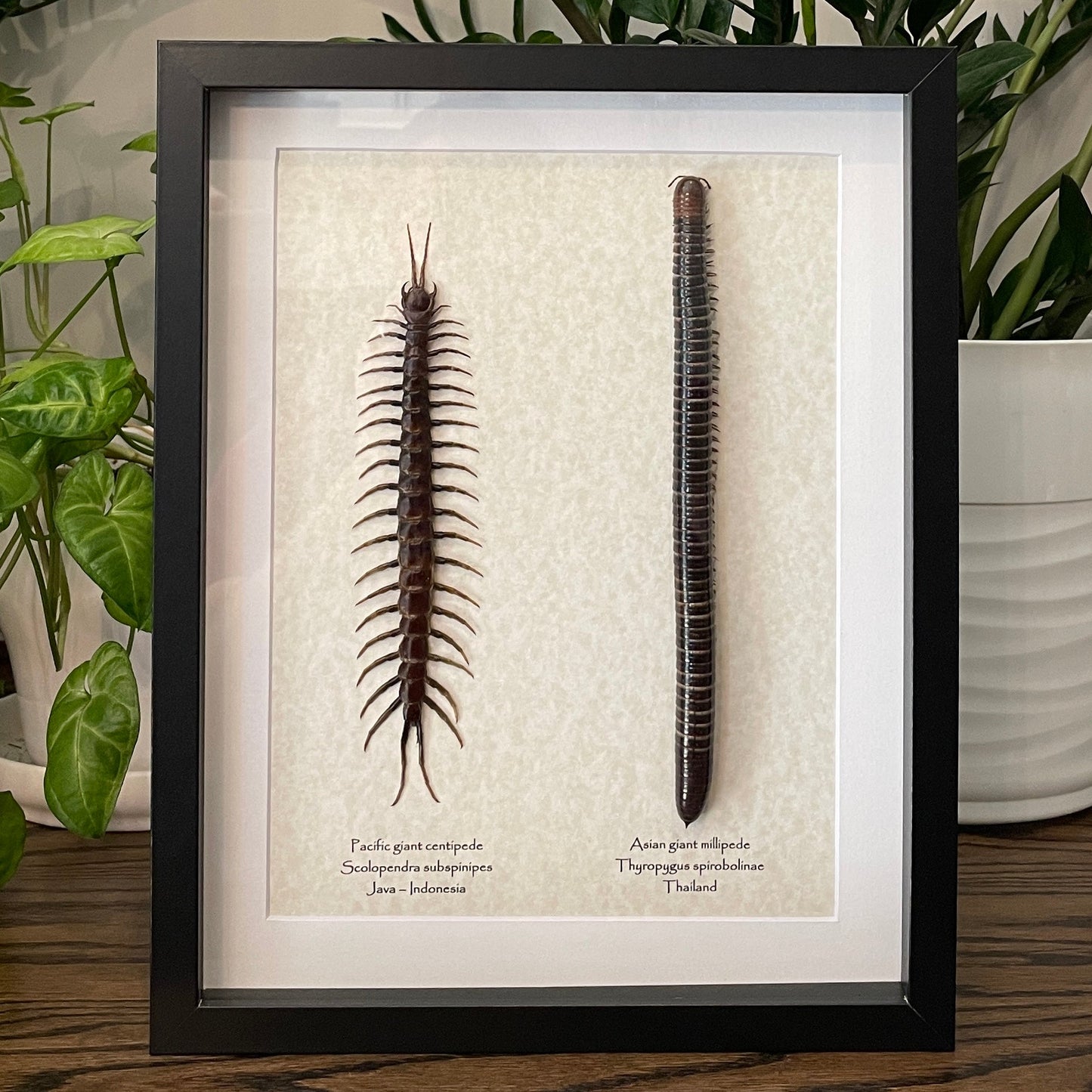 Pacific giant centipede & Asian giant millipede