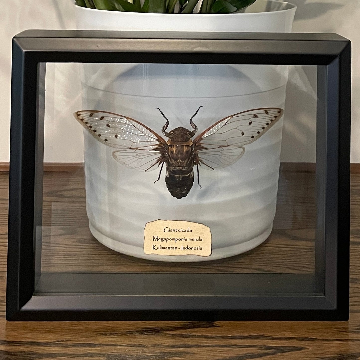 Giant cicada