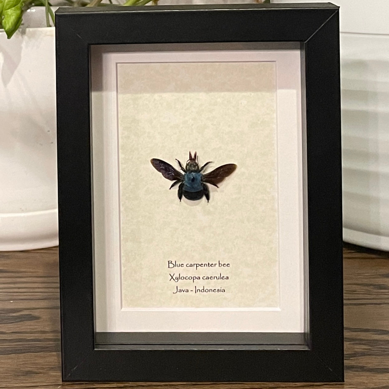 Blue carpenter bee