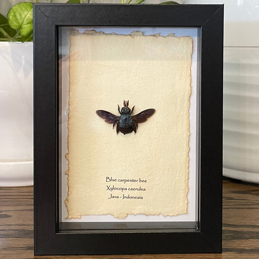 Blue carpenter bee