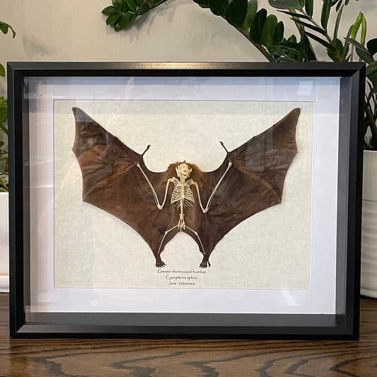 Skeleton with wings: Greater short-nosed fruit bat