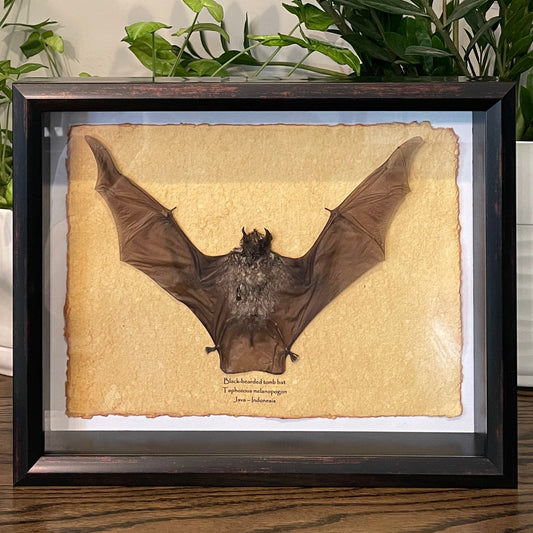 Black-bearded tomb bat