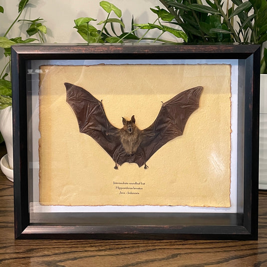 Intermediate roundleaf bat