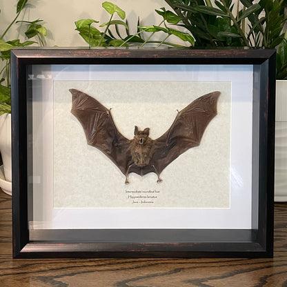 Intermediate roundleaf bat