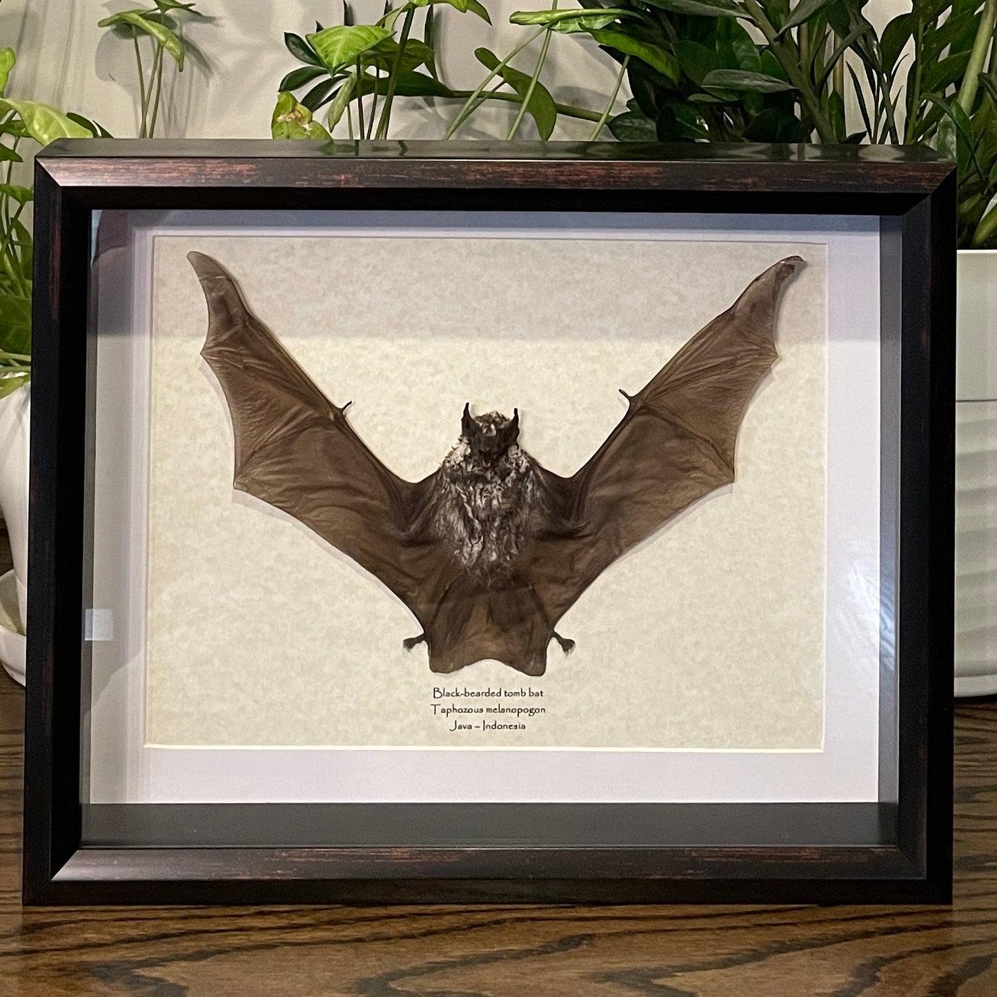 Black-bearded tomb bat