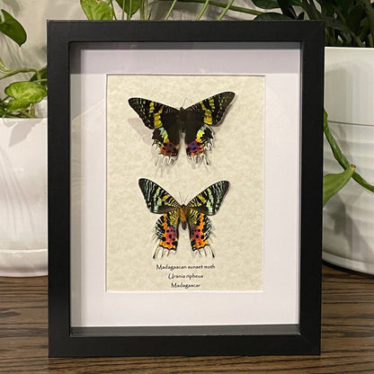 Madagascan sunset moth - double (front and back)