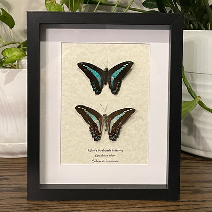 Milon's bluebottle butterfly - double (front and back)