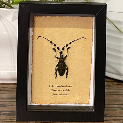 Tufted longhorn beetle