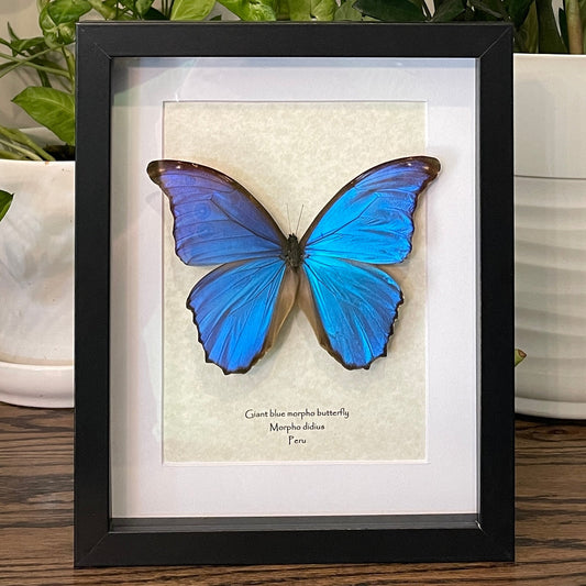 Giant blue morpho butterfly