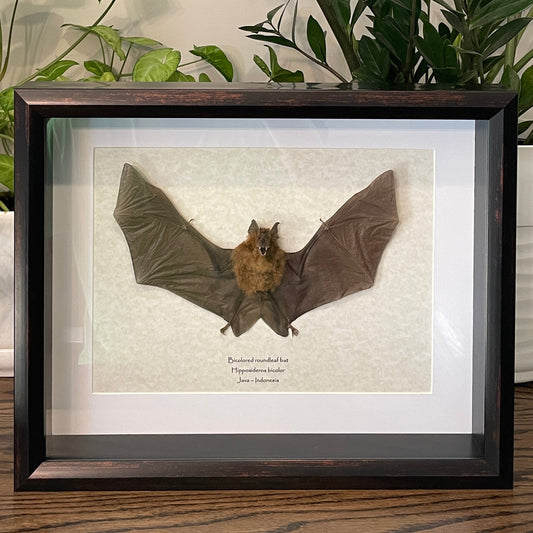 Bicolored roundleaf bat