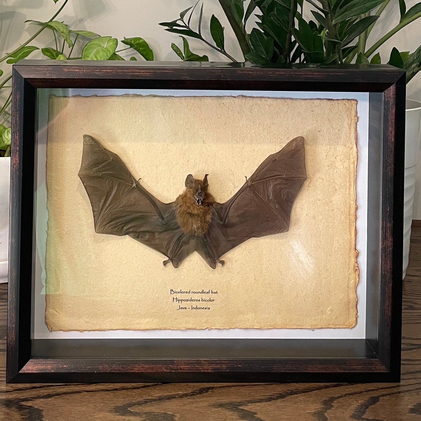 Bicolored roundleaf bat