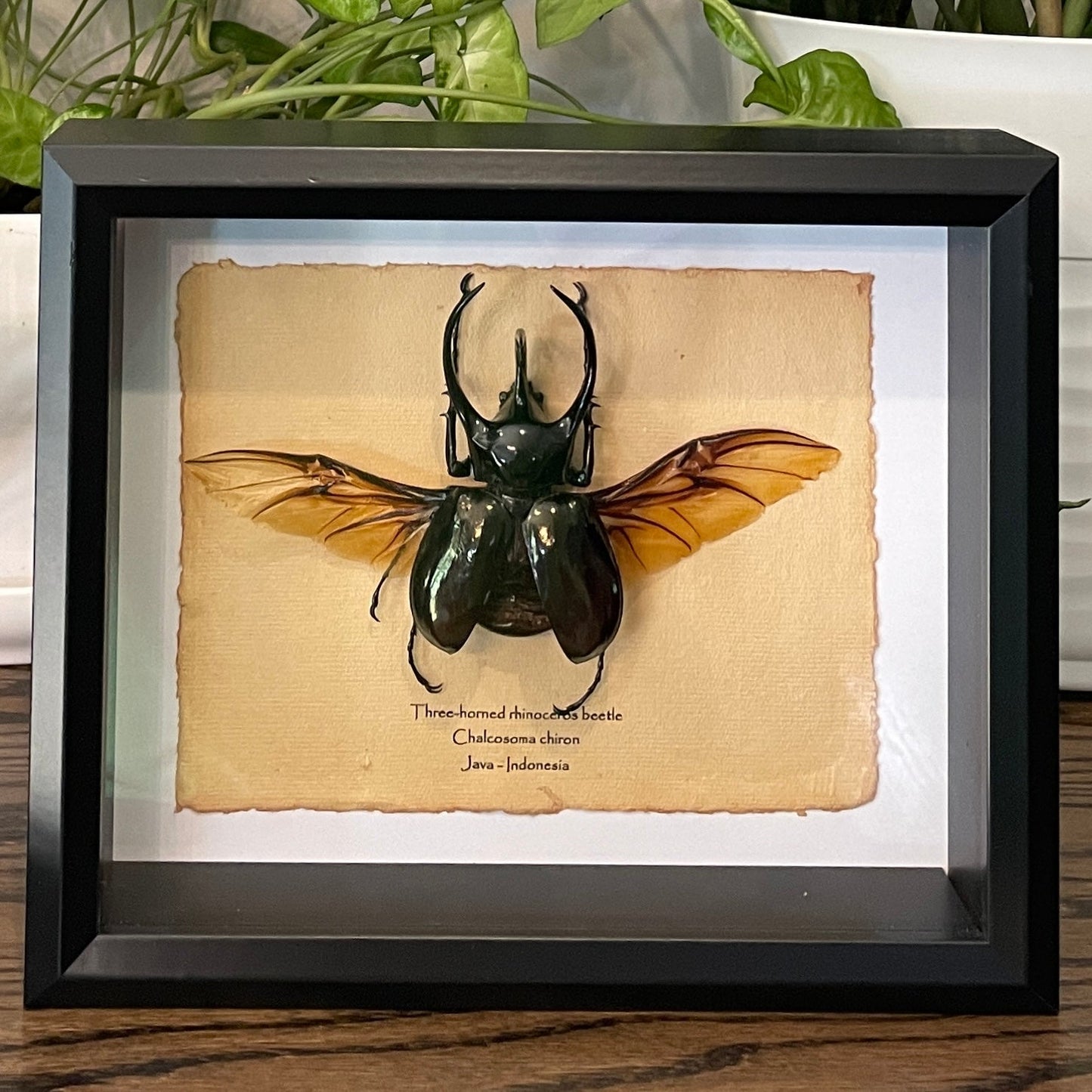 Three-horned rhinoceros beetle - 100mm