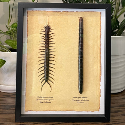 Pacific giant centipede & Asian giant millipede