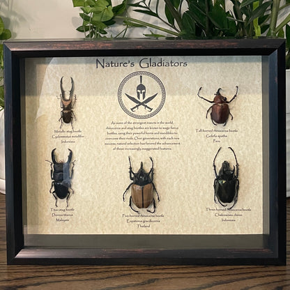 "Nature's Gladiators" - 5 unique rhinoceros and stag beetles