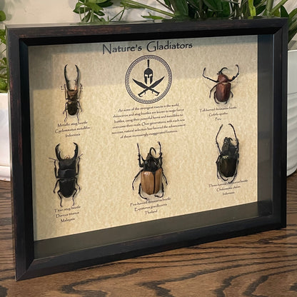 "Nature's Gladiators" - 5 unique rhinoceros and stag beetles