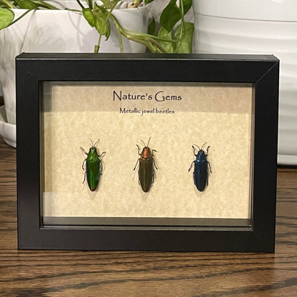 "Nature's Gems" - 3 metallic jewel beetles