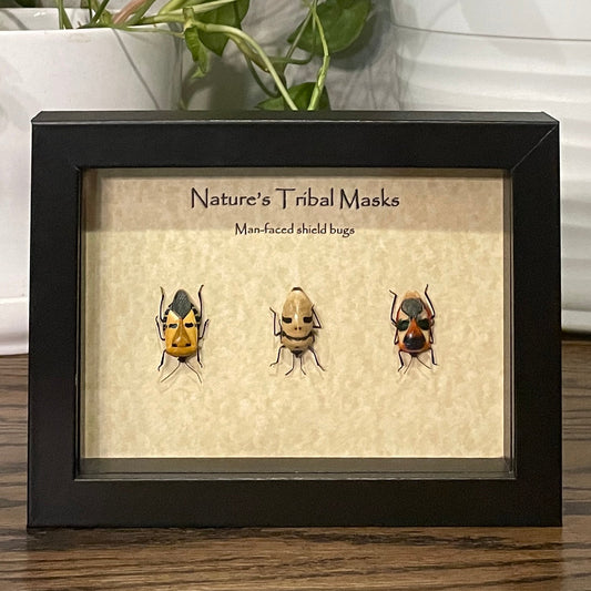 "Nature's Tribal Masks" - 3 man-faced shield bugs