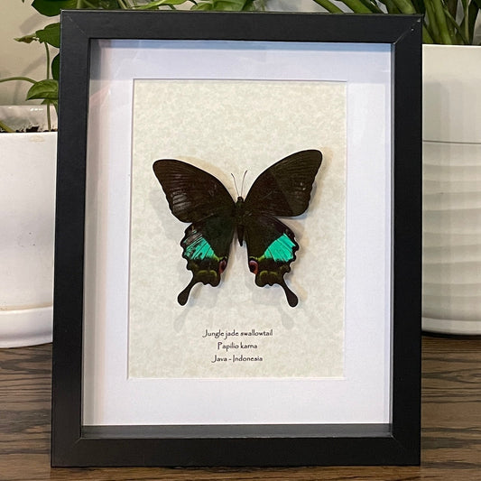 *IMPERFECTION* Jungle jade swallowtail butterfly