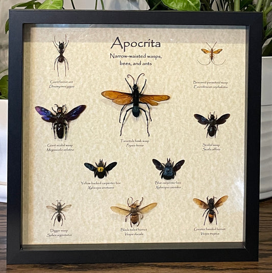 "Apocrita" - 10 wasps, bees, and ants