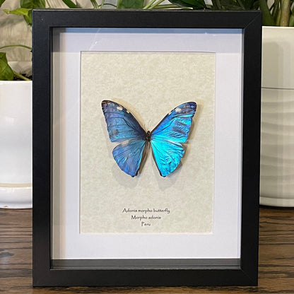 Adonis morpho butterfly