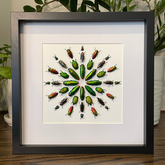 Metallic jewel beetles - starburst pattern