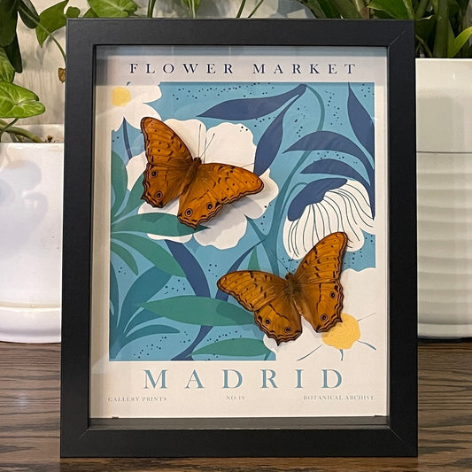 Madrid - Two orange cruiser butterflies