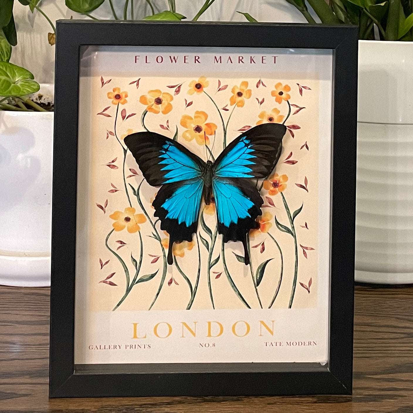 London - Ulysses swallowtail butterfly