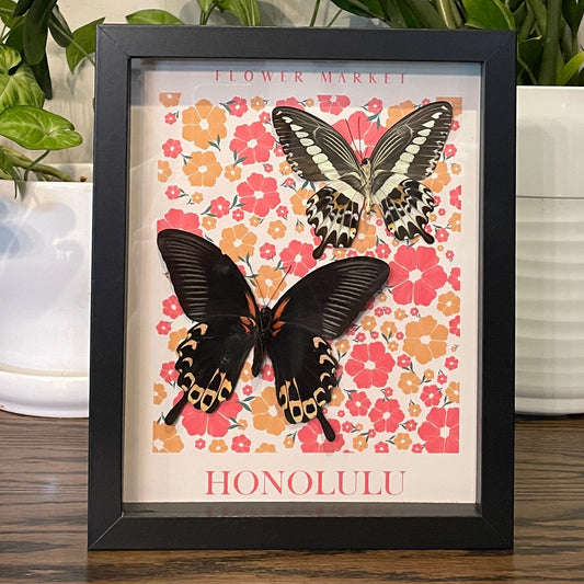 Honolulu - Gigon's swallowtail & Scarlet Mormon butterflies