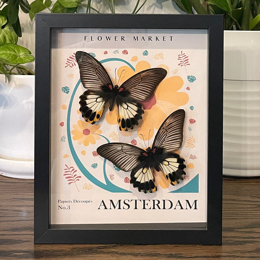 Amsterdam - Two Great Mormon butterflies