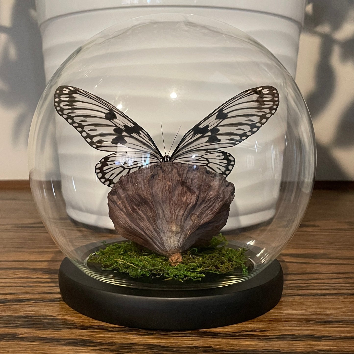 Globe: Blanchard's ghost butterfly