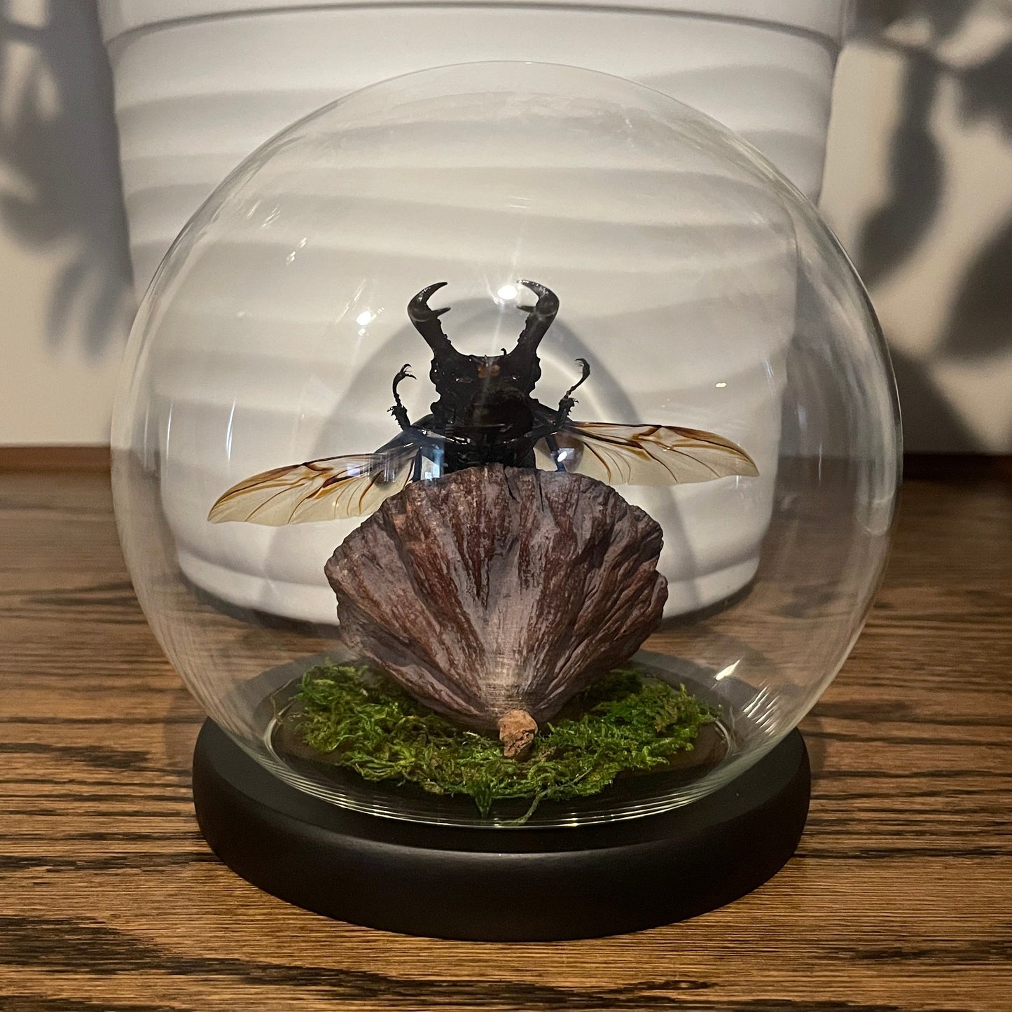 Globe: Fighting giant stag beetle