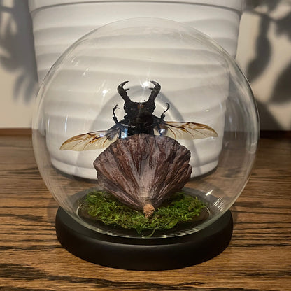 Globe: Fighting giant stag beetle