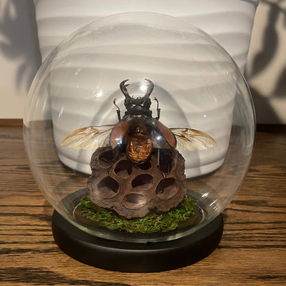 Globe: Fighting giant stag beetle