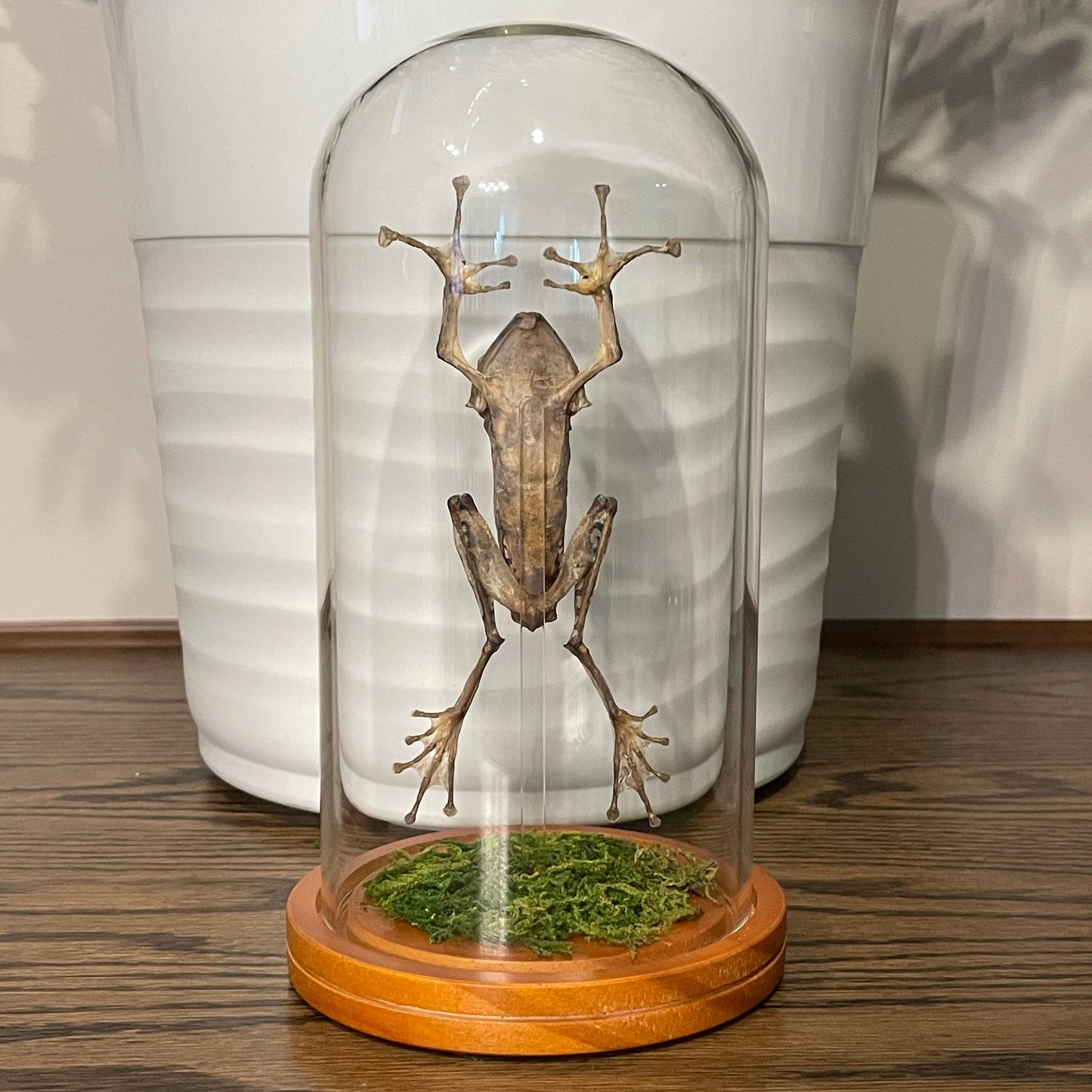 Dome: File-eared tree frog