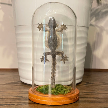 Dome: Flying gecko