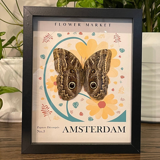 Amsterdam - Giant owl butterfly