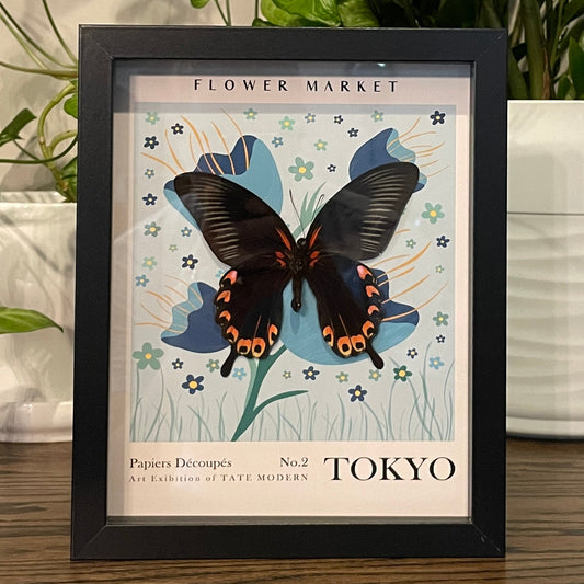 Tokyo - Scarlet Mormon butterfly